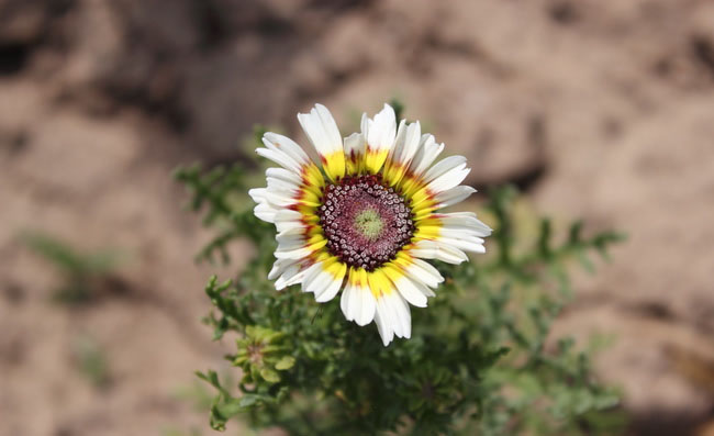 Painted Daisy Flowers Painted Daisy Flowers