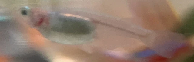 深海(しんかい)メダカ 稚魚 ８６日目