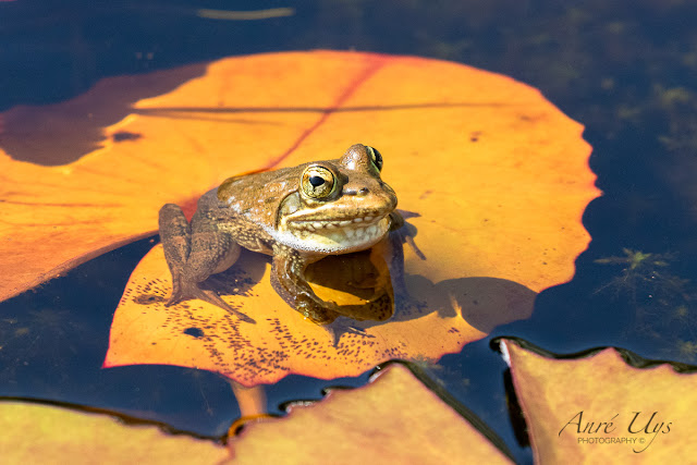 Little frog at Harold Porter Botanical Garden