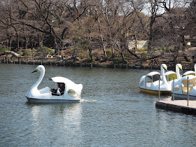 Swan boars in Inokashira Park