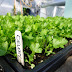 How To Plant Celery Stalk