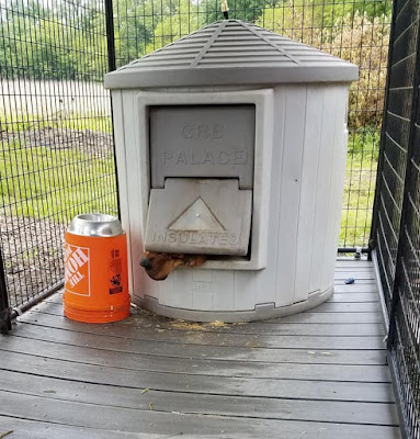 A grey CRB doghouse is in an outdoor kennel. Hank's nose is poking out from under the door.