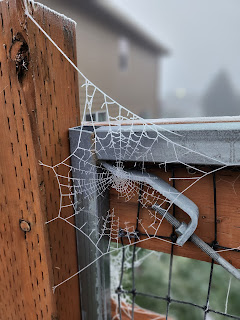 a spider web against a wood fence covered in frost