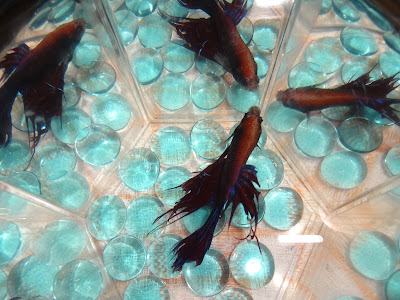 crowntail betta splenden