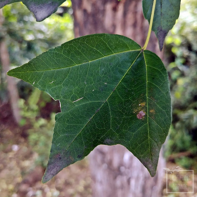 Ogrody botaniczne na świecie - ogórd botaniczny w Xi'an, prowincja Shaangxi, Chiny. Zwiedzanie, ciekawe i fascynujące rośliny azjatyckie, ciekawostki botaniczne i dendrologiczne, rośliny jadalne i użytkowe Chin i Azji, zwiedzanie ogrodu. Klony azjatyckie.