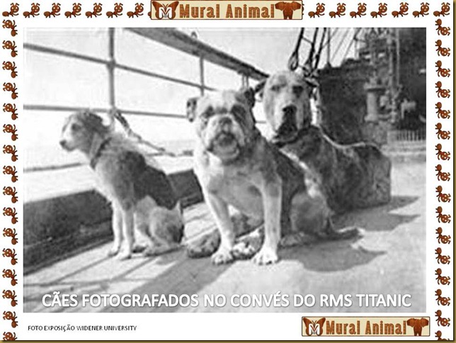 animais_titanic (2)