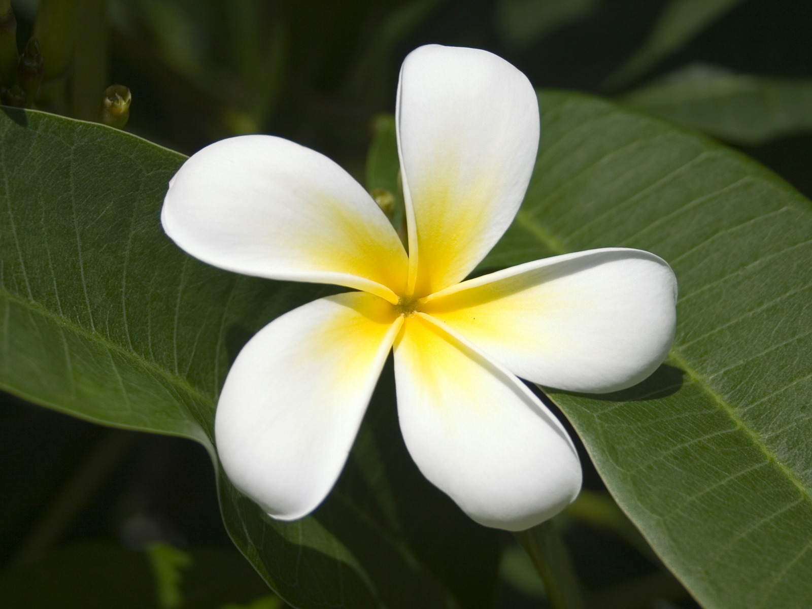 Flowers Wallpapers: Frangipani Flowers Wallpapers