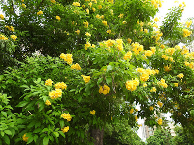 黃鐘花的花序