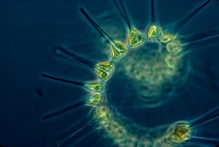 Pengertian Plankton | Mata Kuliah Planktonologi Laut