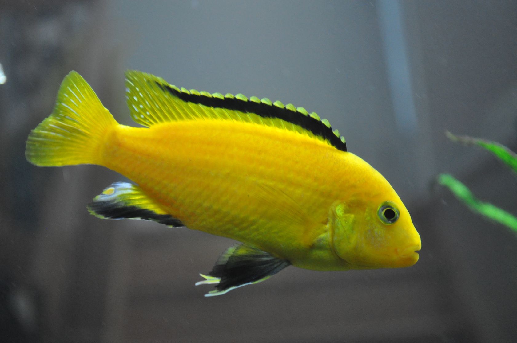 Mengenal Dengan Ikan Lemon, Si Ikan Cichlid Yang Berwarna Kuning