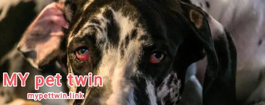 red eyes in dogs treatment,conjunctivitis in dogs,cherry eye in dogs,how to treat eye infections in dogs,eye infection in dogs,glaucoma in dogs,cataract in dogs,glaucoma in dogs eye drops,eye discharge in dogs,cloudy eyes in dogs,infections in dogs eye,eye conditions in dogs,proptosis in dogs,blindness in dogs,what causes eye infections in dogs,eye infections in dogs home remedies,cannine distemper in dogs,pink eye in dogs,white eye in dogs