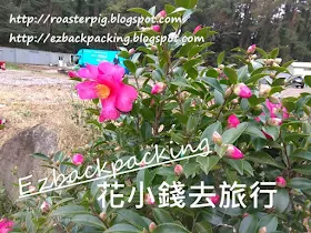 濟州島冬柏花