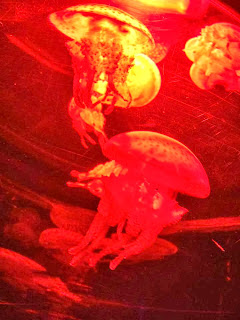 a jellyfish with stumpy tentacles lit up in red light 