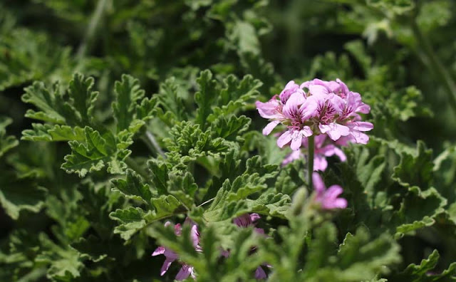 Pelargonium Graveolens Flowers Pictures