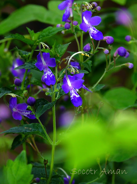 Tripora divaricata