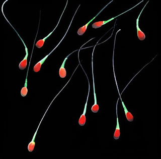 For a long time, sperm cells were considered simpler than other cells. It has been learned, but not admitted, that they show irreducible complexity.