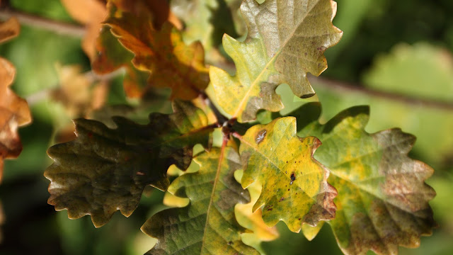 Feuilles de chênes aux couleurs de Noël