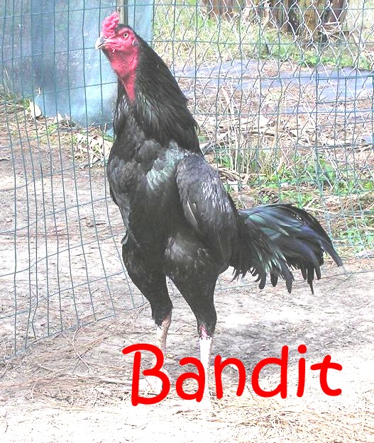  JAGO  PETARUNG BANGKOK BANDIT Ayam  Jantan Aduan