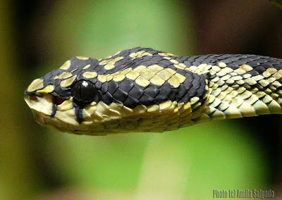 Green Pit Viper in Sinharaja 25 Jan, 2008