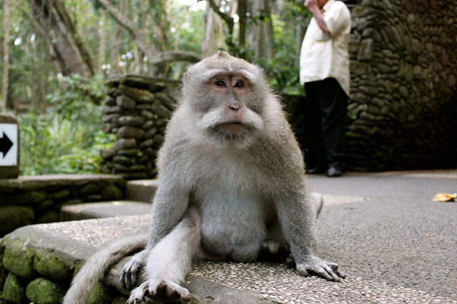 monkey sanctuary ubud bali