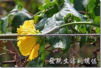 南投日月潭-菜瓜(母株)