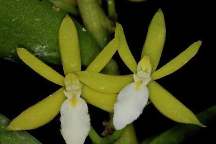 Trichoglottis lowderiana Orchid