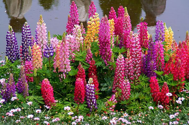 O lupino é uma planta de ramos de flores vistosas e chamativas, usada em ornamentação de quintais e jardins. 