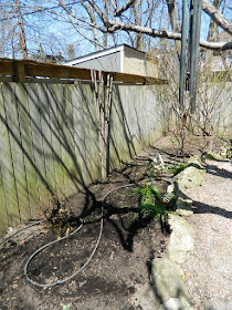 Parkdale Spring Garden Cleanup After by Paul Jung Gardening Services a Toronto Gardening Company