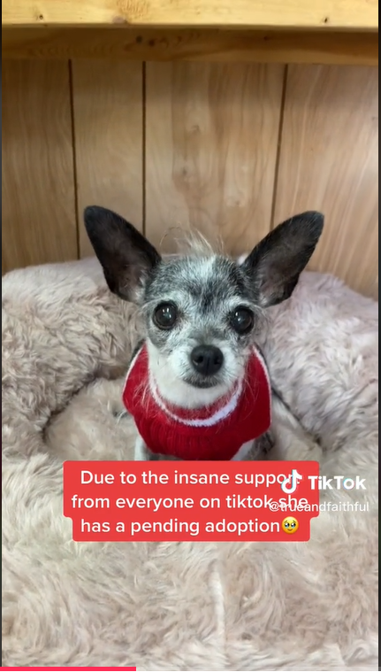 Twinkle the Chihuahua mix dog's adoption is pending