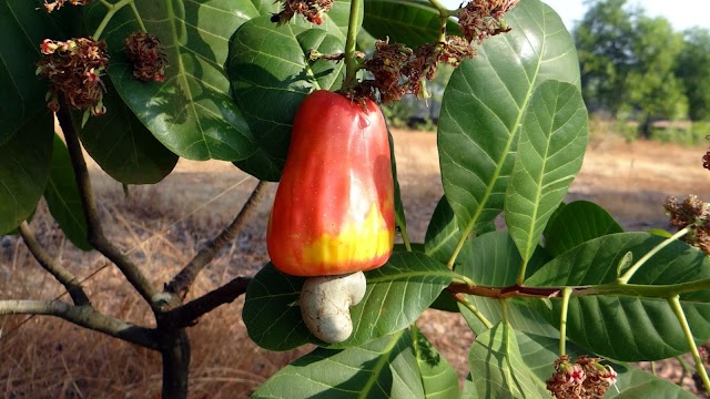 Health Benefits Of Eating Cashew Fruit