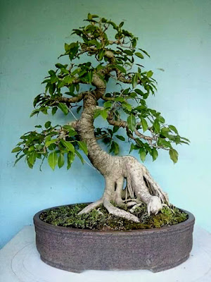 Bonsai Pohon Bulu