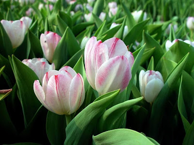 Dandelion Red and White Tulips