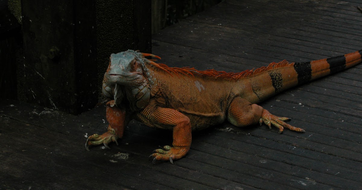 Iguana Wallpapers | Fun Animals Wiki, Videos, Pictures ...