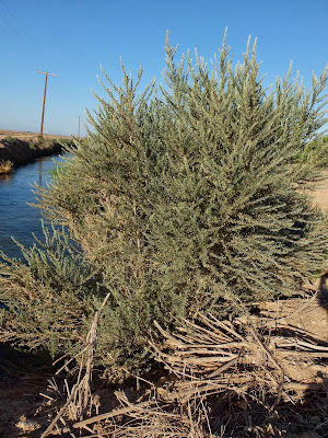 Arrowweed (Pluchea sericea) - Along Irrigation Ditches; Notice Straight Branc