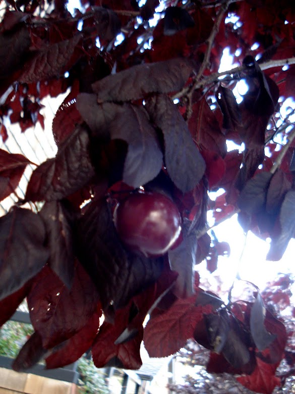 Red Leaf Fruit Tree : Cherry - Gammon's Garden Center & Landscape Nursery / Curly leaves on your fruit trees can be caused by lots of different things.