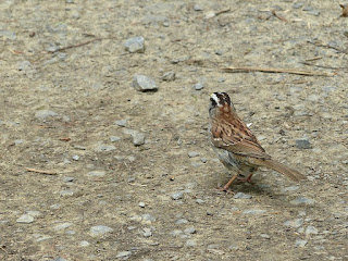 Bruant à gorge blanche - Zonotrichia albicollis