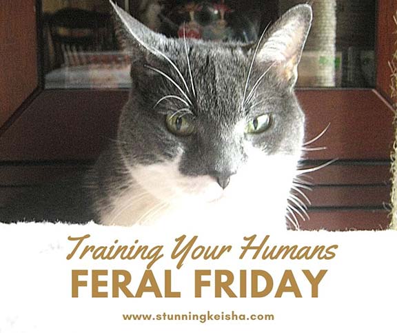 Feral Friday: Training Your Humans