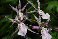 Orhidee Brassia