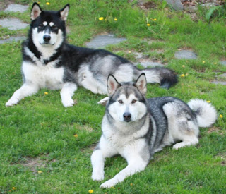 Raza de perro Alaskan Malamute