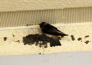 Cliff swallow perched on a mud nest in progress, Watsonville, California