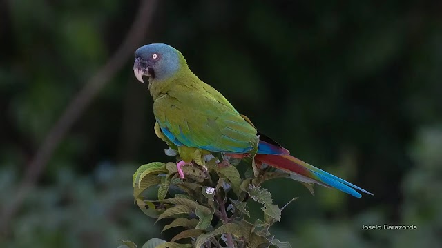 Maracanã-de-cabeça-azul: habitat, ameaças e ações de proteção na Amazônia ocidental