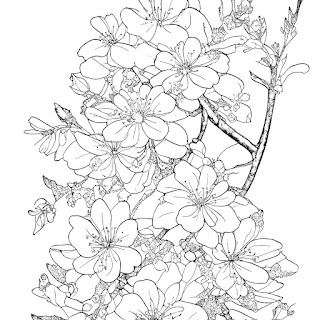 Japanese Cherry blossom coloring book