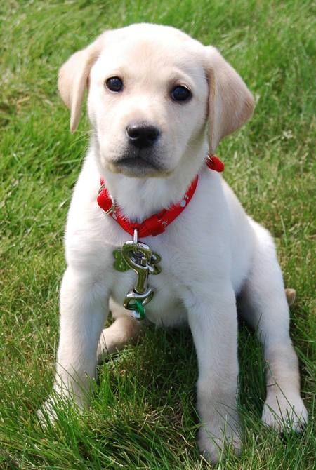 cute yellow lab dogs. Logan the Yellow Lab puppy at