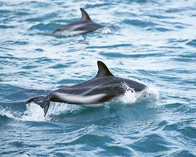 Fotos de Delfines - Libres y Felices