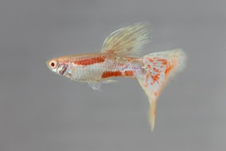 Jual Guppy Albino Red Grass,  Harga Guppy Albino Red Grass,  Toko Guppy Albino Red Grass,  Diskon Guppy Albino Red Grass,  Beli Guppy Albino Red Grass,  Review Guppy Albino Red Grass,  Promo Guppy Albino Red Grass,  Spesifikasi Guppy Albino Red Grass,  Guppy Albino Red Grass Murah,  Guppy Albino Red Grass Asli,  Guppy Albino Red Grass Original,  Guppy Albino Red Grass Jakarta,  Jenis Guppy Albino Red Grass,  Budidaya Guppy Albino Red Grass,  Peternak Guppy Albino Red Grass,  Cara Merawat Guppy Albino Red Grass,  Tips Merawat Guppy Albino Red Grass,  Bagaimana cara merawat Guppy Albino Red Grass,  Bagaimana mengobati Guppy Albino Red Grass,  Ciri-Ciri Hamil Guppy Albino Red Grass,  Kandang Guppy Albino Red Grass,  Ternak Guppy Albino Red Grass,  Makanan Guppy Albino Red Grass,  Guppy Albino Red Grass Termahal,  Adopsi Guppy Albino Red Grass,  Jual Cepat Guppy Albino Red Grass,  Kreatif Guppy Albino Red Grass,  Desain Guppy Albino Red Grass,  Order Guppy Albino Red Grass,  Kado Guppy Albino Red Grass,  Cara Buat Guppy Albino Red Grass,  Pesan Guppy Albino Red Grass,  Wisuda Guppy Albino Red Grass,  Ultah Guppy Albino Red Grass,  Nikah Guppy Albino Red Grass,  Wedding Guppy Albino Red Grass,  Flanel Guppy Albino Red Grass,  Special Guppy Albino Red Grass,  Suprise Guppy Albino Red Grass,  Anniversary Guppy Albino Red Grass,  Moment Guppy Albino Red Grass,  Istimewa  Guppy Albino Red Grass,  Kasih Sayang  Guppy Albino Red Grass,  Valentine  Guppy Albino Red Grass,  Tersayang Guppy Albino Red Grass,  Unik Guppy Albino Red Grass, 