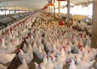 Poultry Farming Business Start up-Business Plans