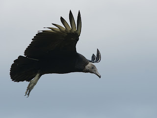 Uçan Amerika kara akbabası