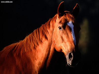 arabian horse head silhouette. arabian horses wallpaper.