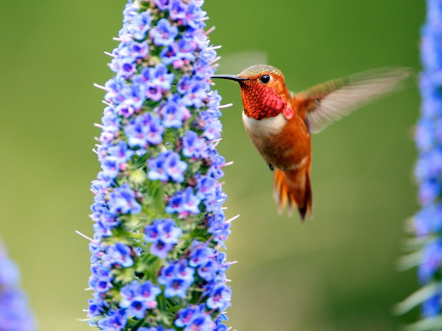 Hummingbirds With Flowers