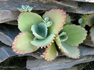 Bryophyllum pinnatum - Kalanchoe pinnata care and culture